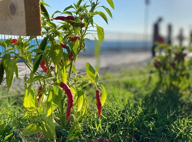 Alojamento de Acomodação e Pequeno-almoço Amorosita Diamante