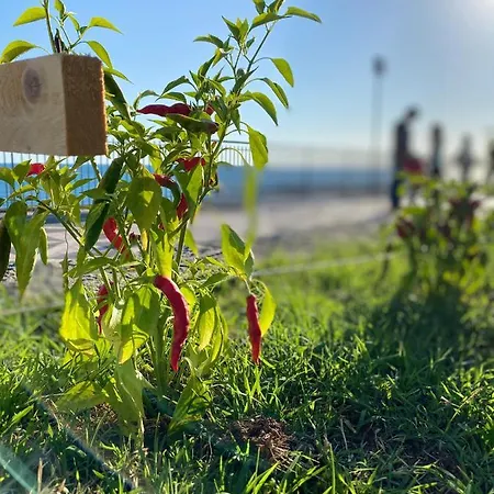 Frühstückspension Amorosita Diamante