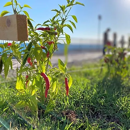 Amorosita Oda ve Kahvaltı